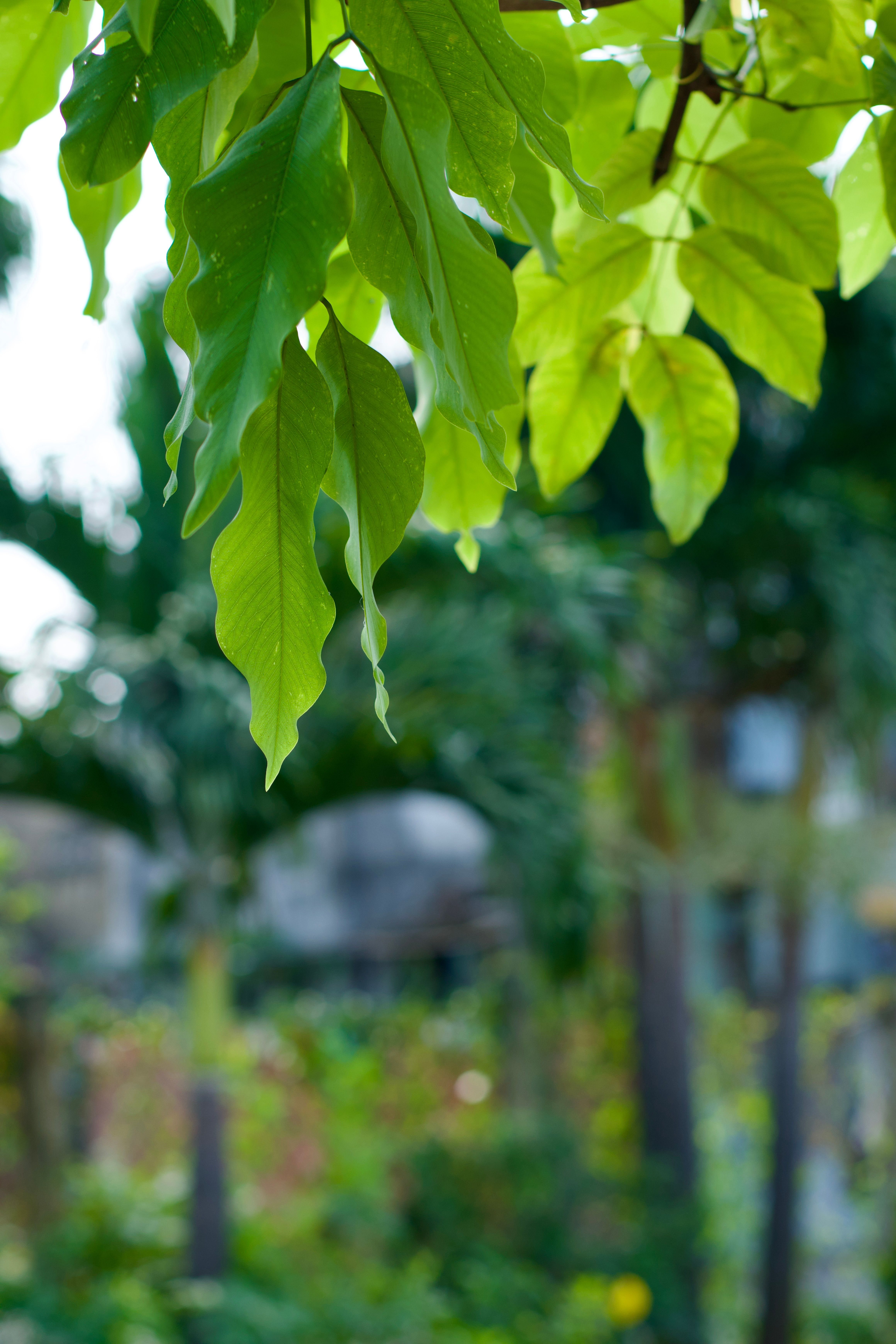 Close-up of lush green leaves in tranquil garden · Free Stock Photo