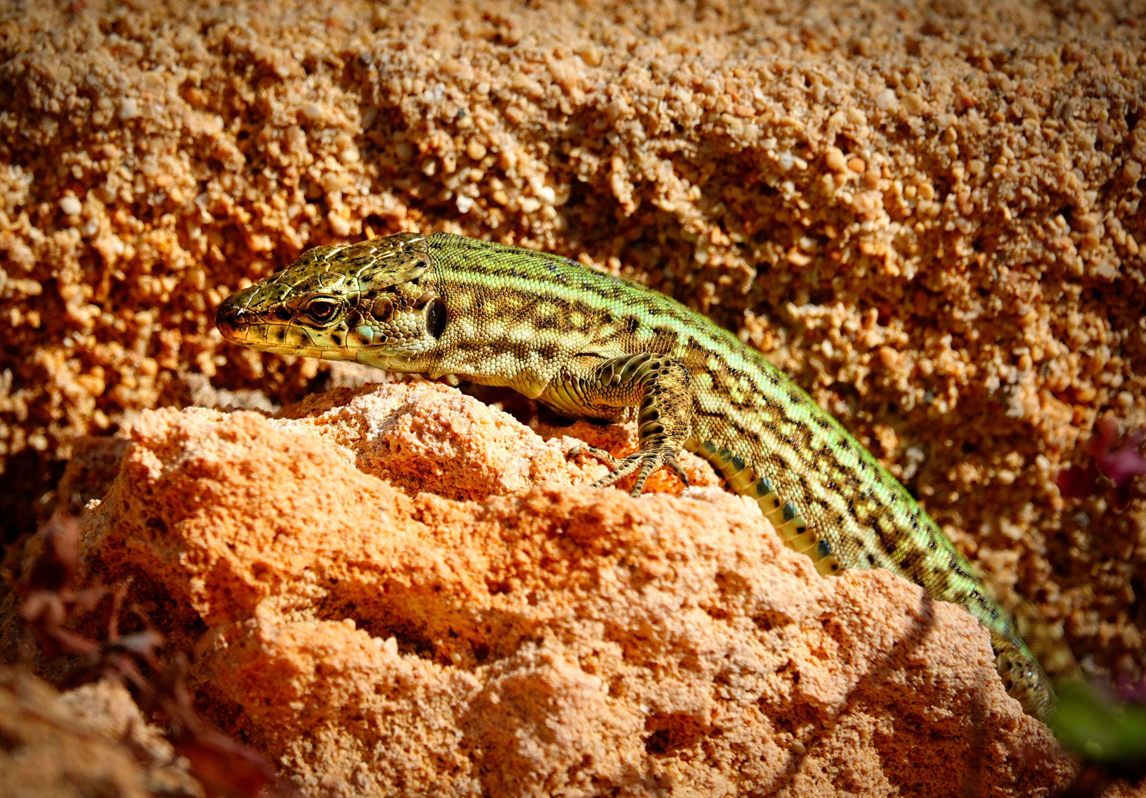 Lizard Animation Photos Download The Best Free Lizard Animation Stock
