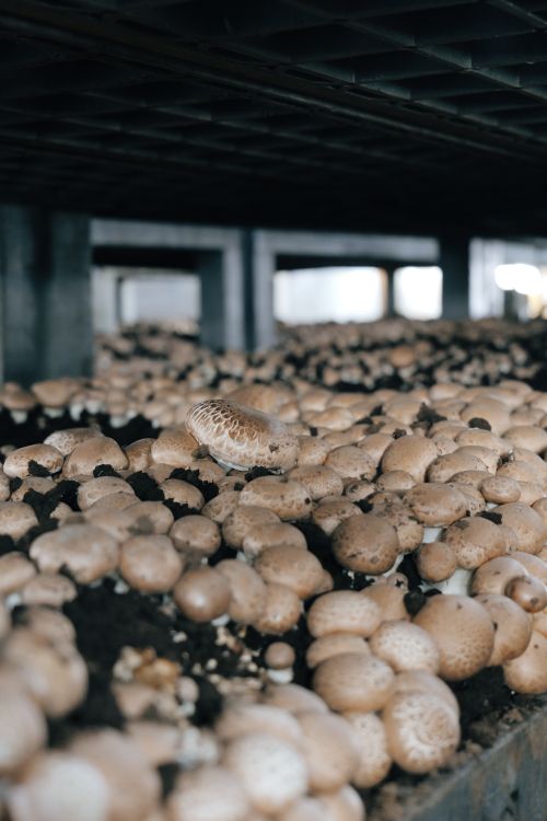 Cultivated button mushrooms on an indoor farm