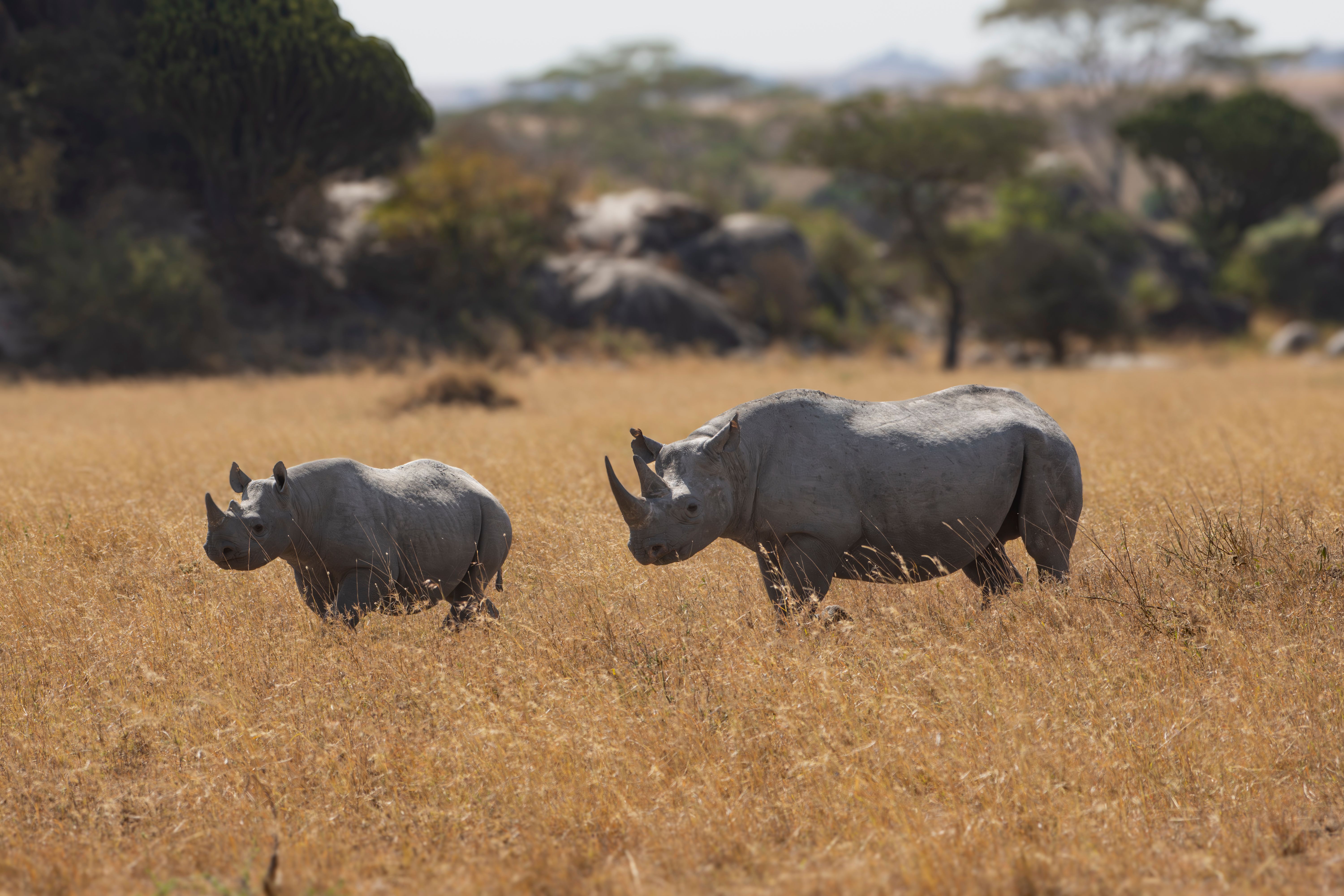 Akagera National Park Rwanda: The Big 5's Return
