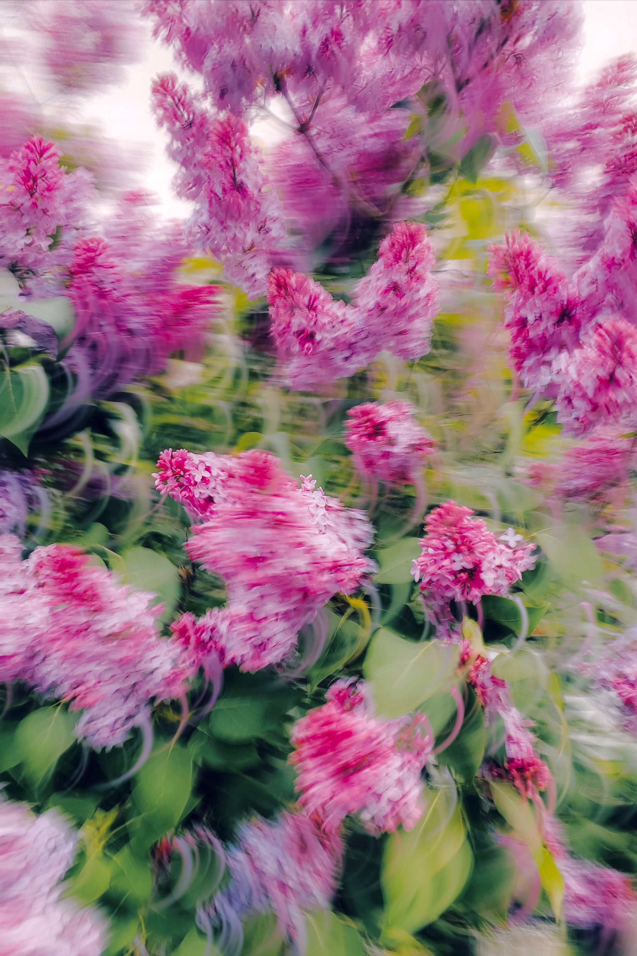 Artistic Blurry Lilac Flowers in Motion · Free Stock Photo