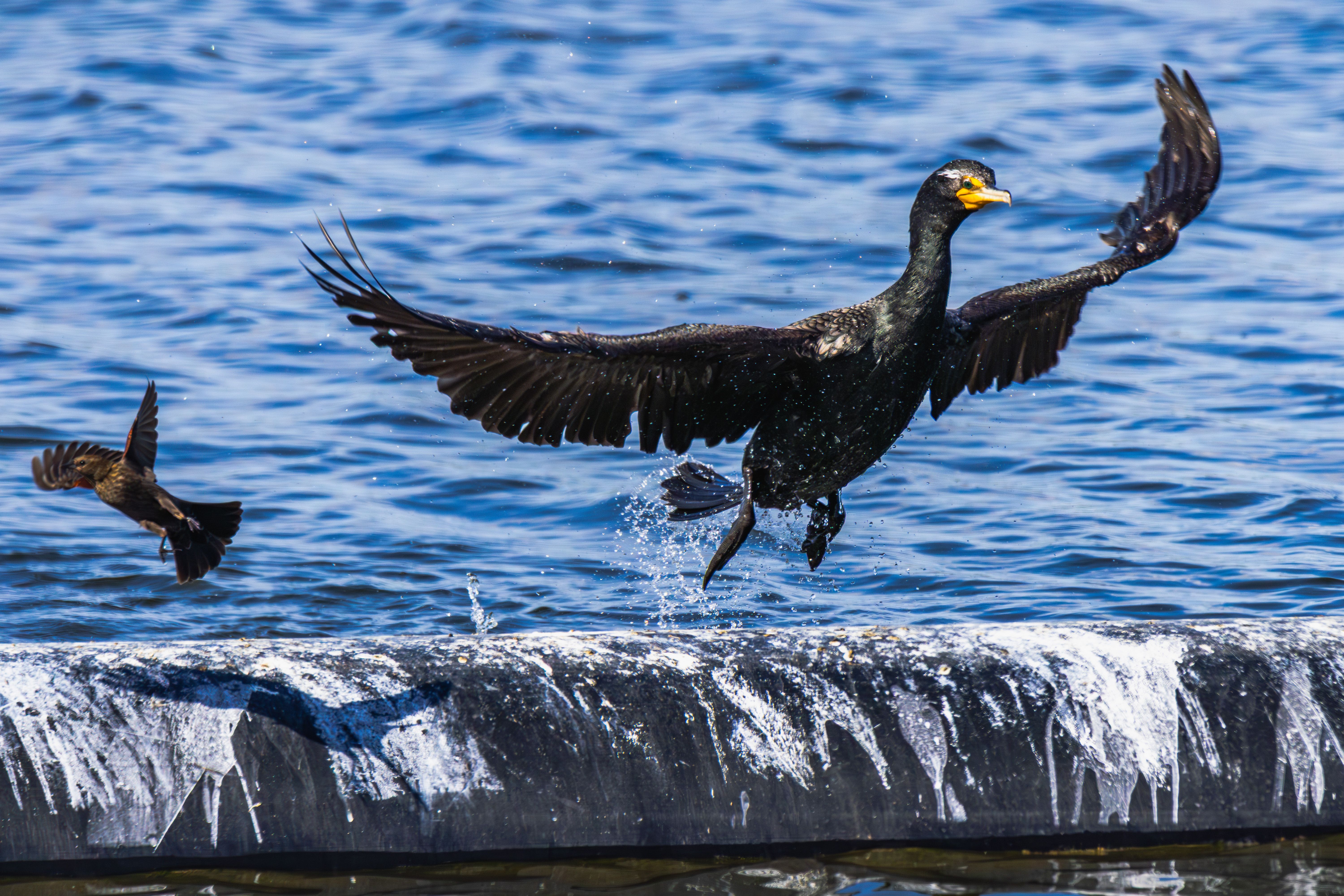 Bird Motion Photos, Download The BEST Free Bird Motion Stock Photos ...
