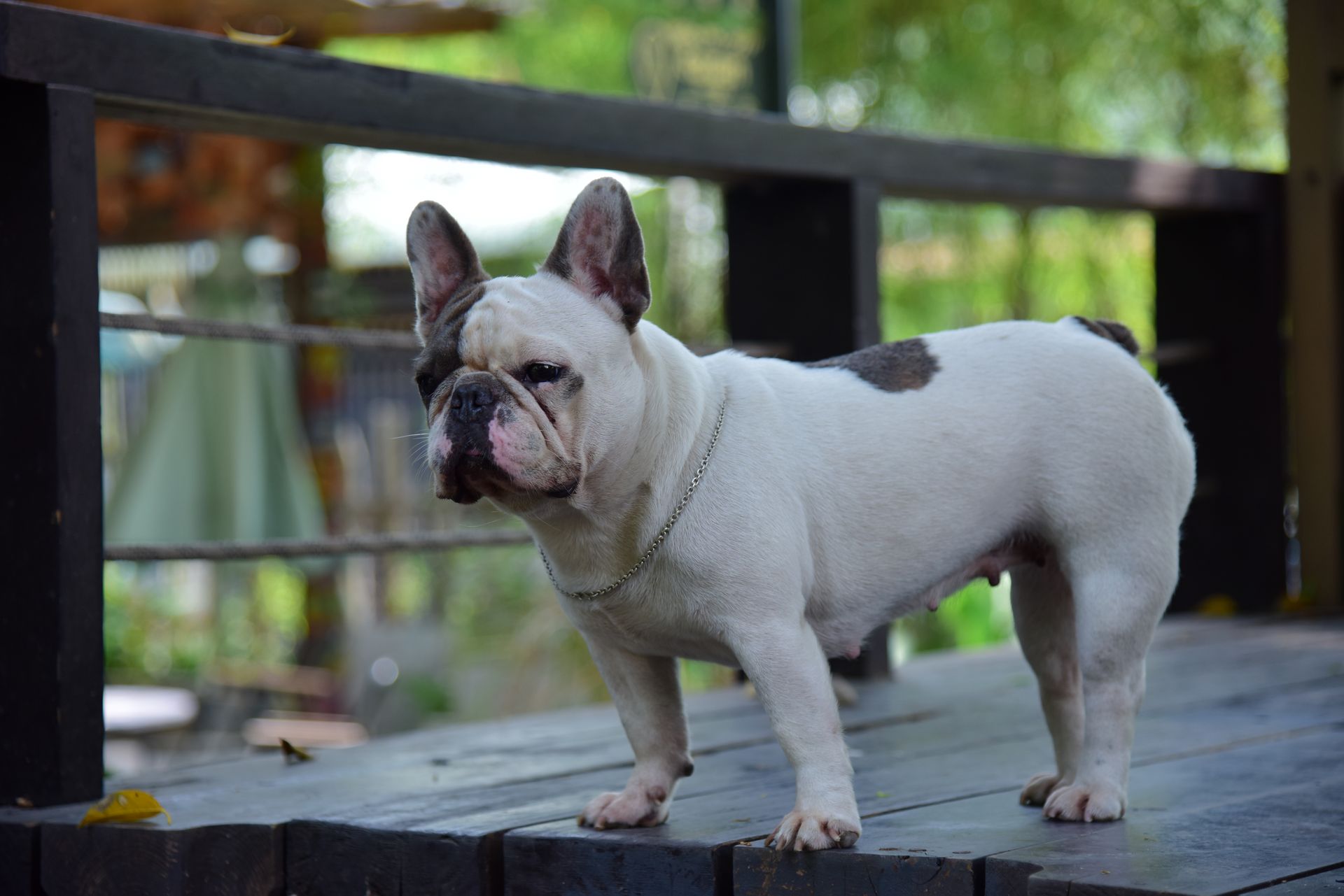 A French Bulldog stands confidently on a wooden deck in a shaded outdoor setting.