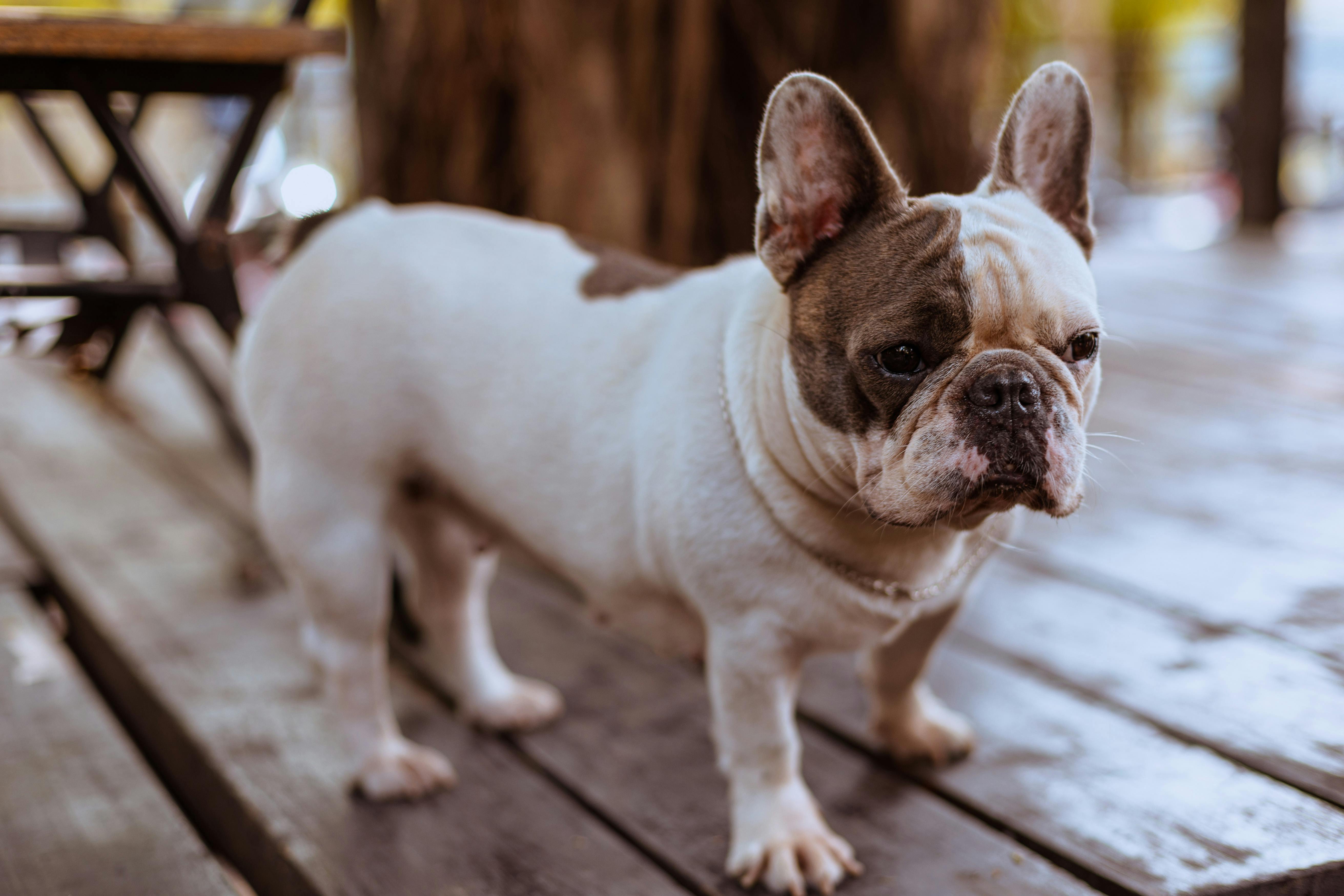 French Bulldog for sale