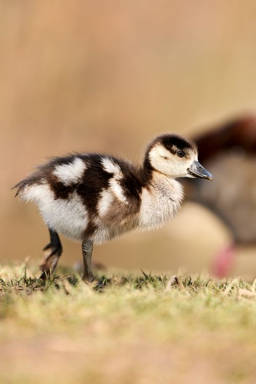 Free Cute Egyptian gosling standing on grass, basking in sunlight. Stock Photo