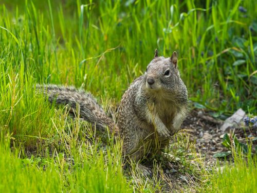 Free A gray squirrel in lush green grass, captured in a natural outdoor setting. Stock Photo
