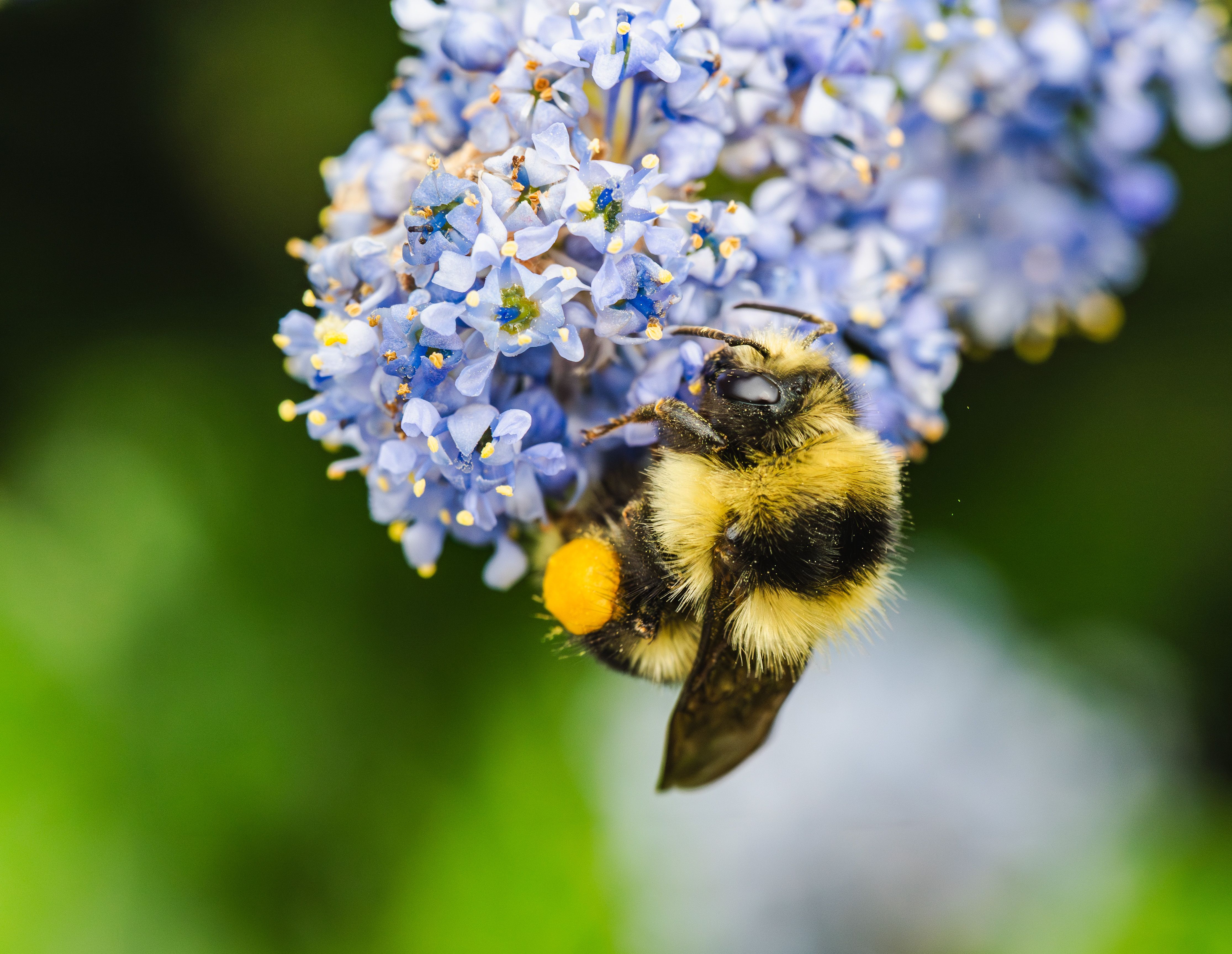Vibração floral consome tanta energia quanto voo, revela estudo com abelhas