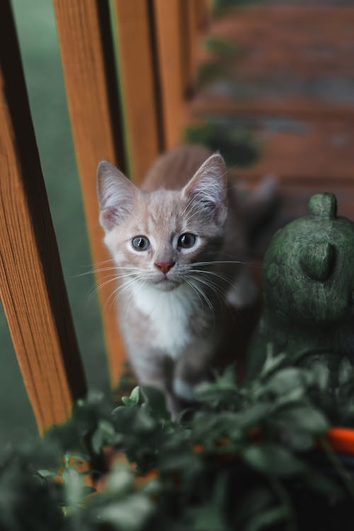 Photo Of Kitten 