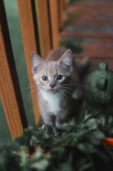 小猫在环绕着植物和木栏杆的户外门廊上探索