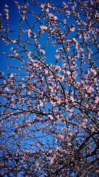 Vibrant cherry blossom tree in full bloom set against a clear blue sky.