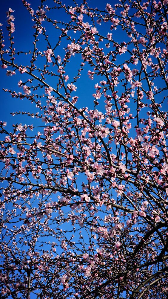 Springtime Photos, Download The BEST Free Springtime Stock Photos & HD ...