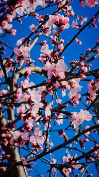 Beautiful cherry blossoms blooming against a vibrant blue sky, capturing the essence of spring.