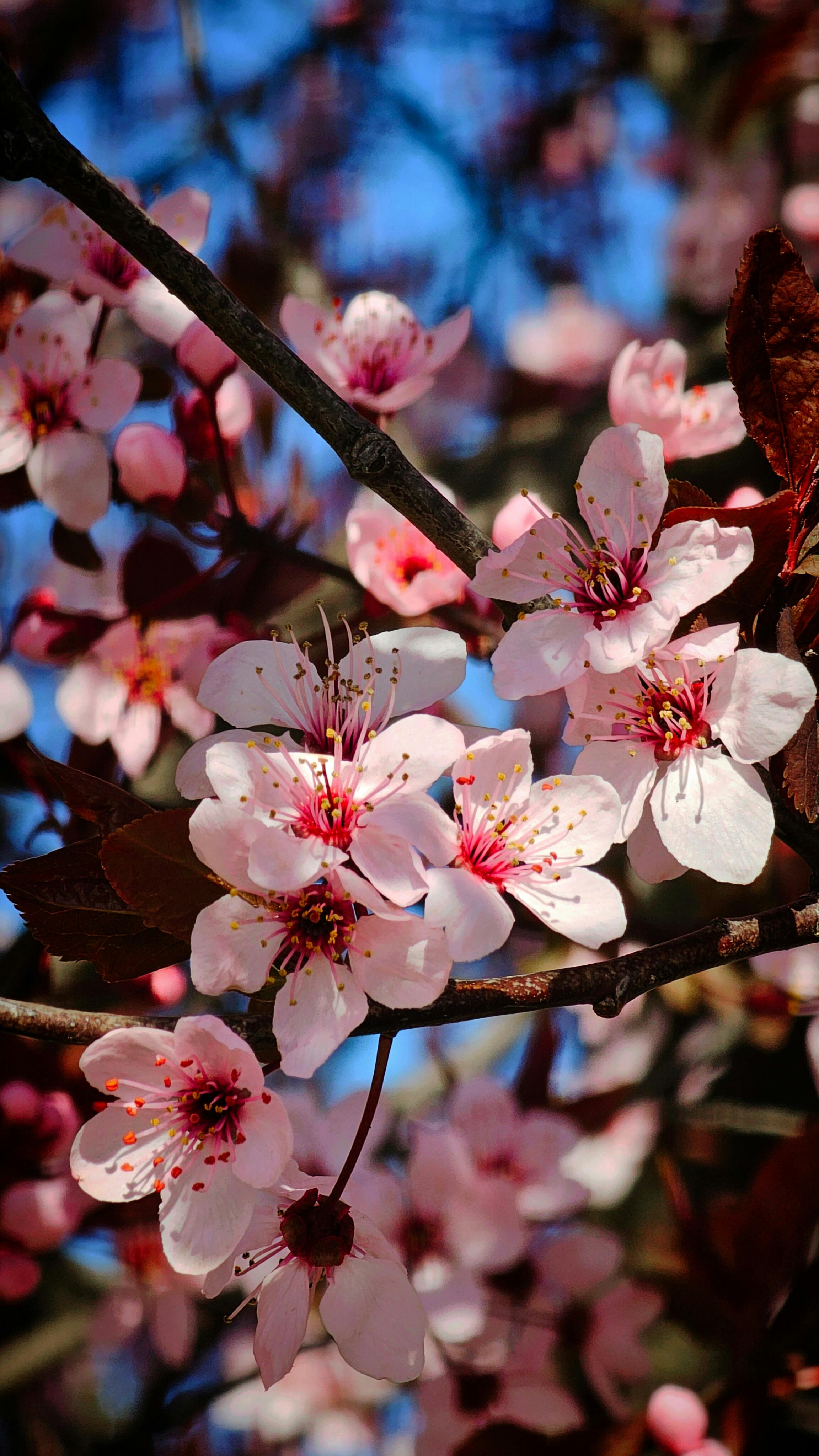 [ColoSach]-vibrant-cherry-blossoms-in-full-bloom-on-a-sunny-spring-day.