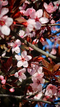 Detailed view of delicate pink cherry blossoms with a vibrant backdrop.
