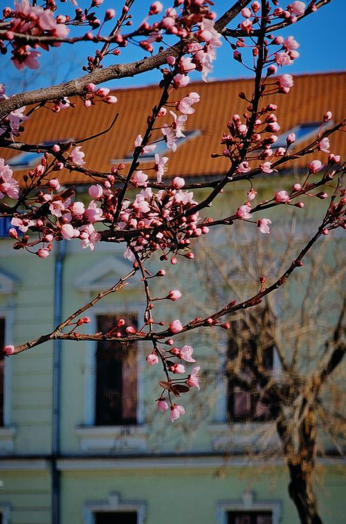Free Vibrant cherry blossoms bloom against a building backdrop on a sunny spring day. Stock Photo