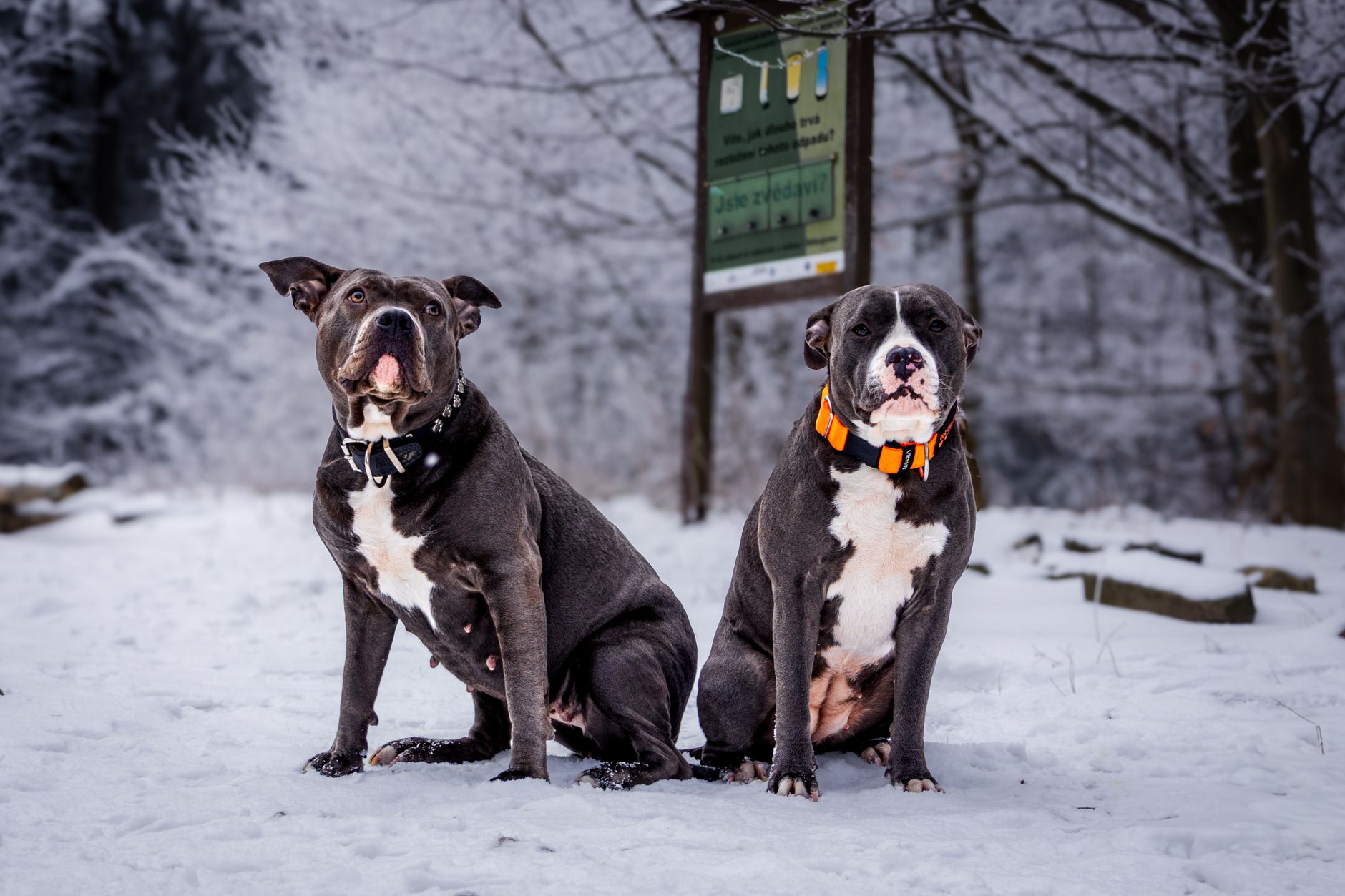 Two American Staffordshire Terriers sitting in a snowy forest scene during winter.