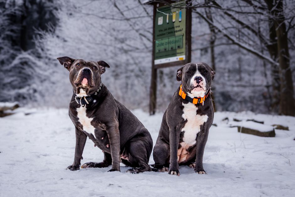 Two American Staffordshire Terriers sitting in a snowy forest scene during winter.