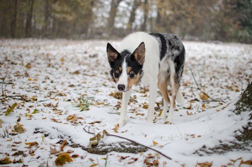 雪の上を歩く犬の写真