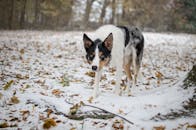 在白雪皑皑的冬季森林里，一只好奇的边境牧羊犬正在探索