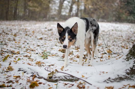 在白雪皑皑的冬季森林里，一只好奇的边境牧羊犬正在探索