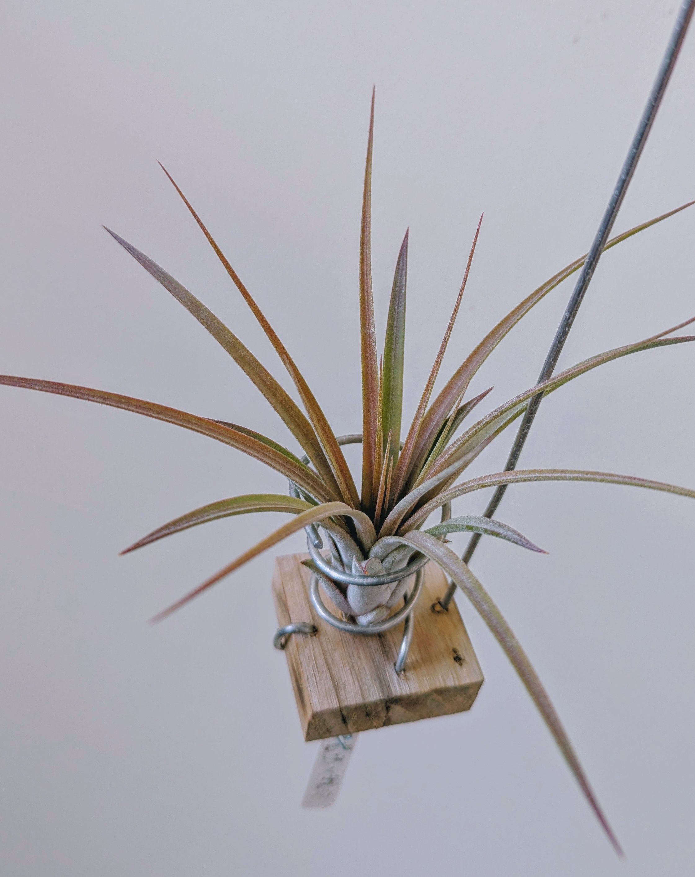 air plants on wooden blocks