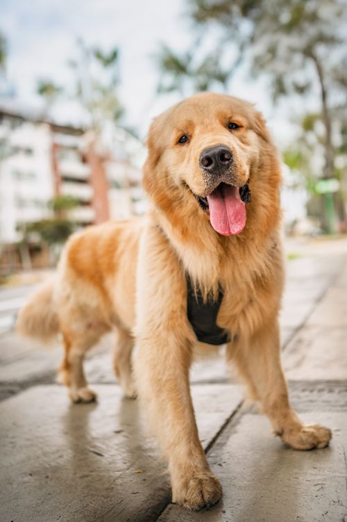 Free A cheerful golden retriever on a city street in Peru, showcasing its playful nature. Stock Photo