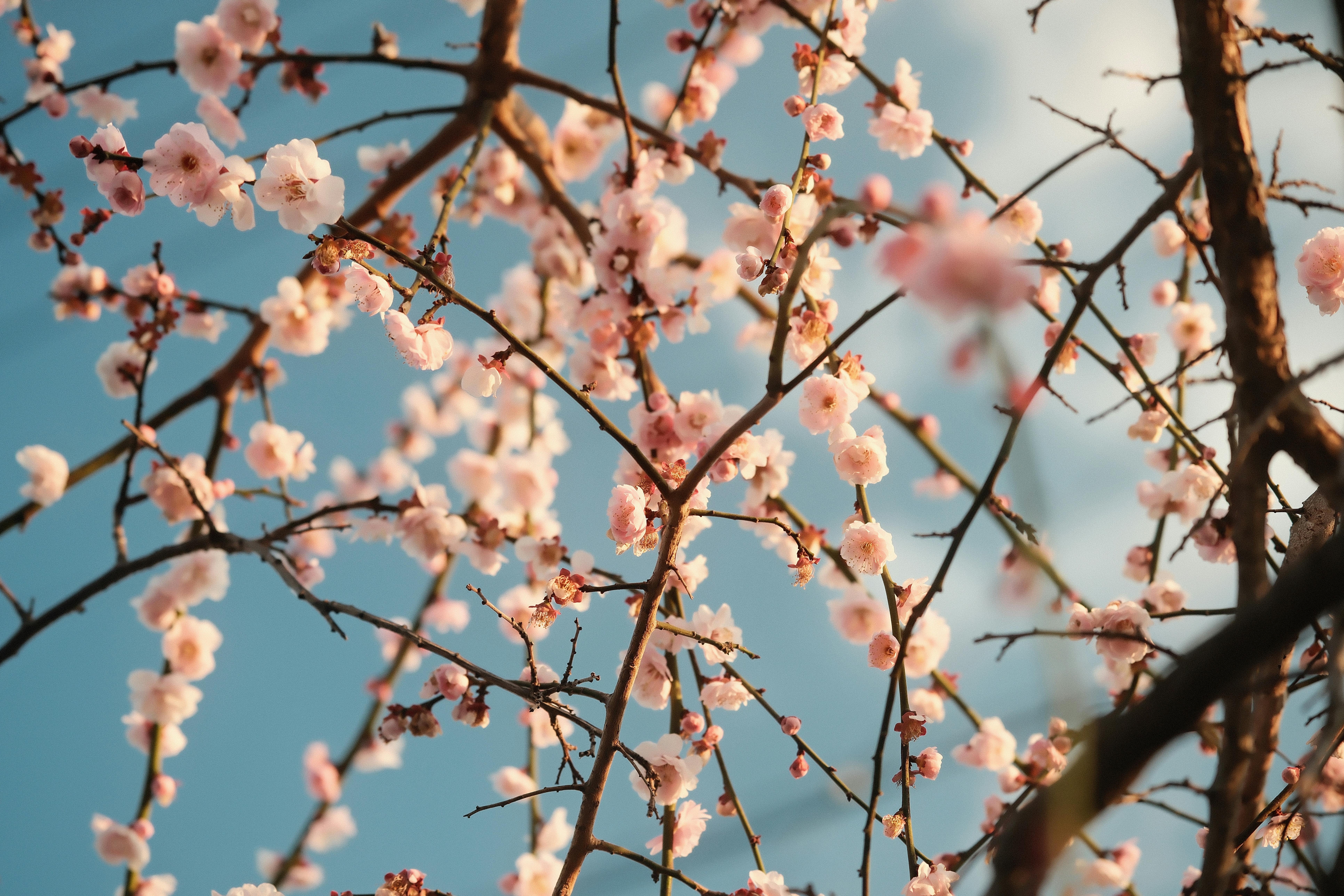 A stunning view of pink cherry blossoms in full bloom against a clear blue sky.