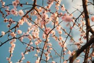 Beautiful Cherry Blossoms Against Blue Sky