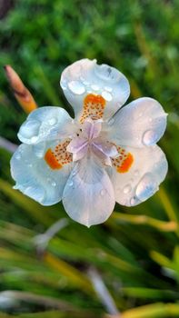 Macro shot of a Dietes bicolor flower with dewdrops on petals, showcasing natural beauty.