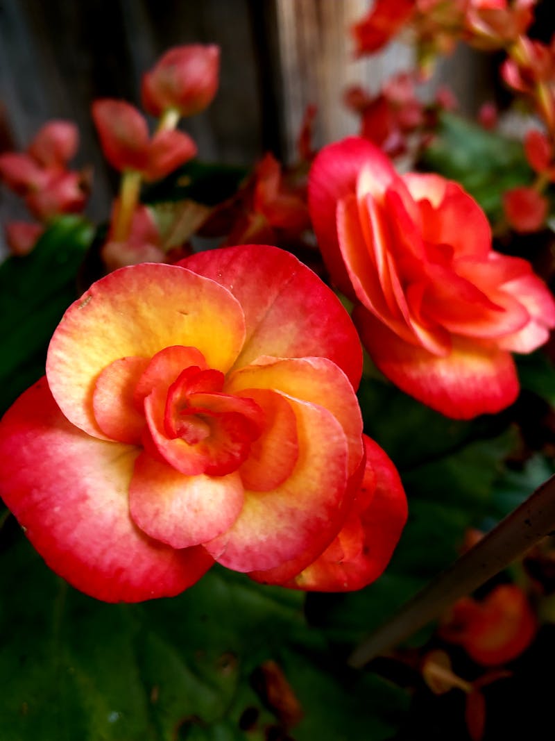 Royal Rajasthan: A Journey Through Time