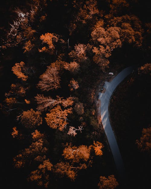 Aerial View of Road Surrounded by Trees