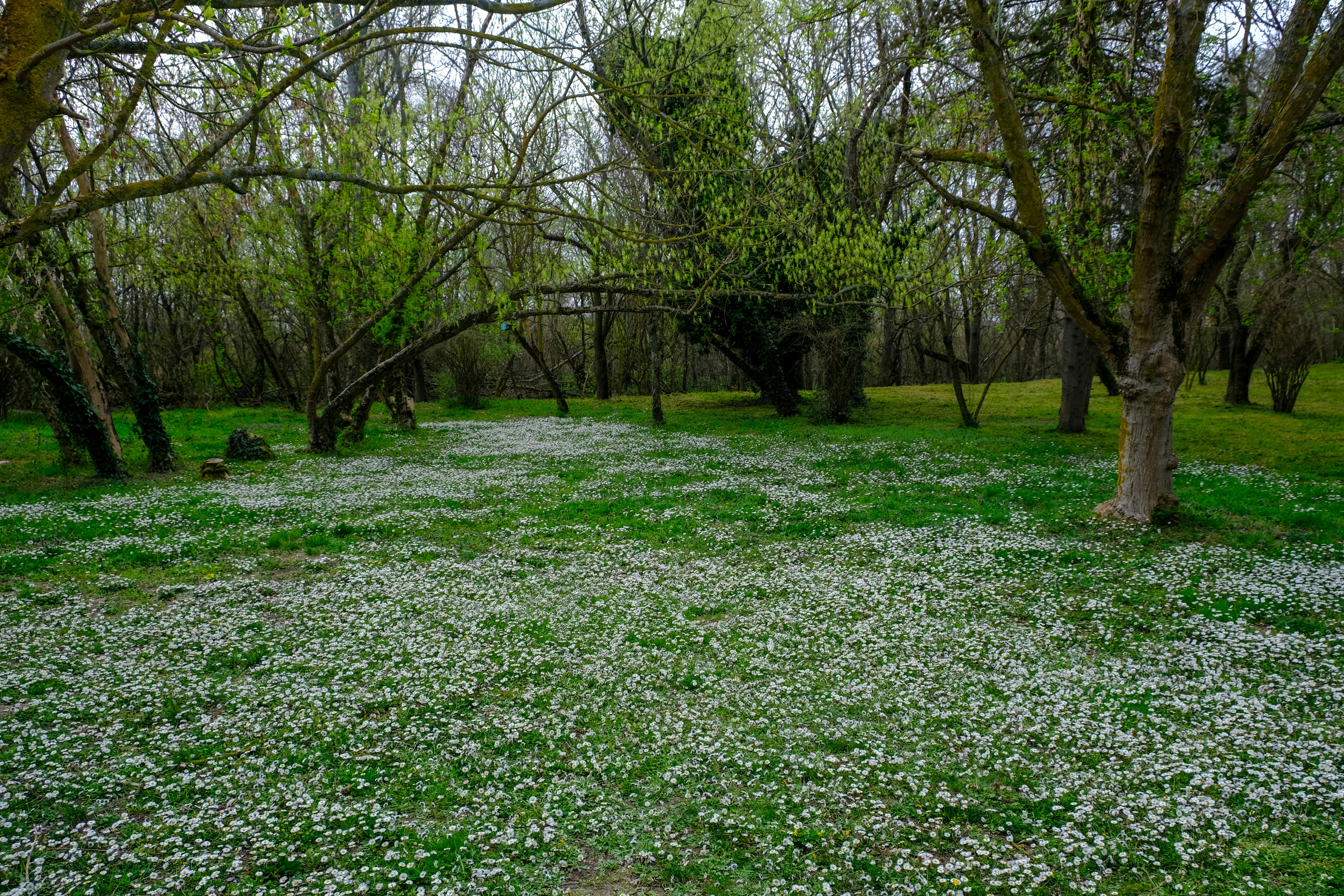Natural meadow burial ground with wildflowers - bountiful funeral homes