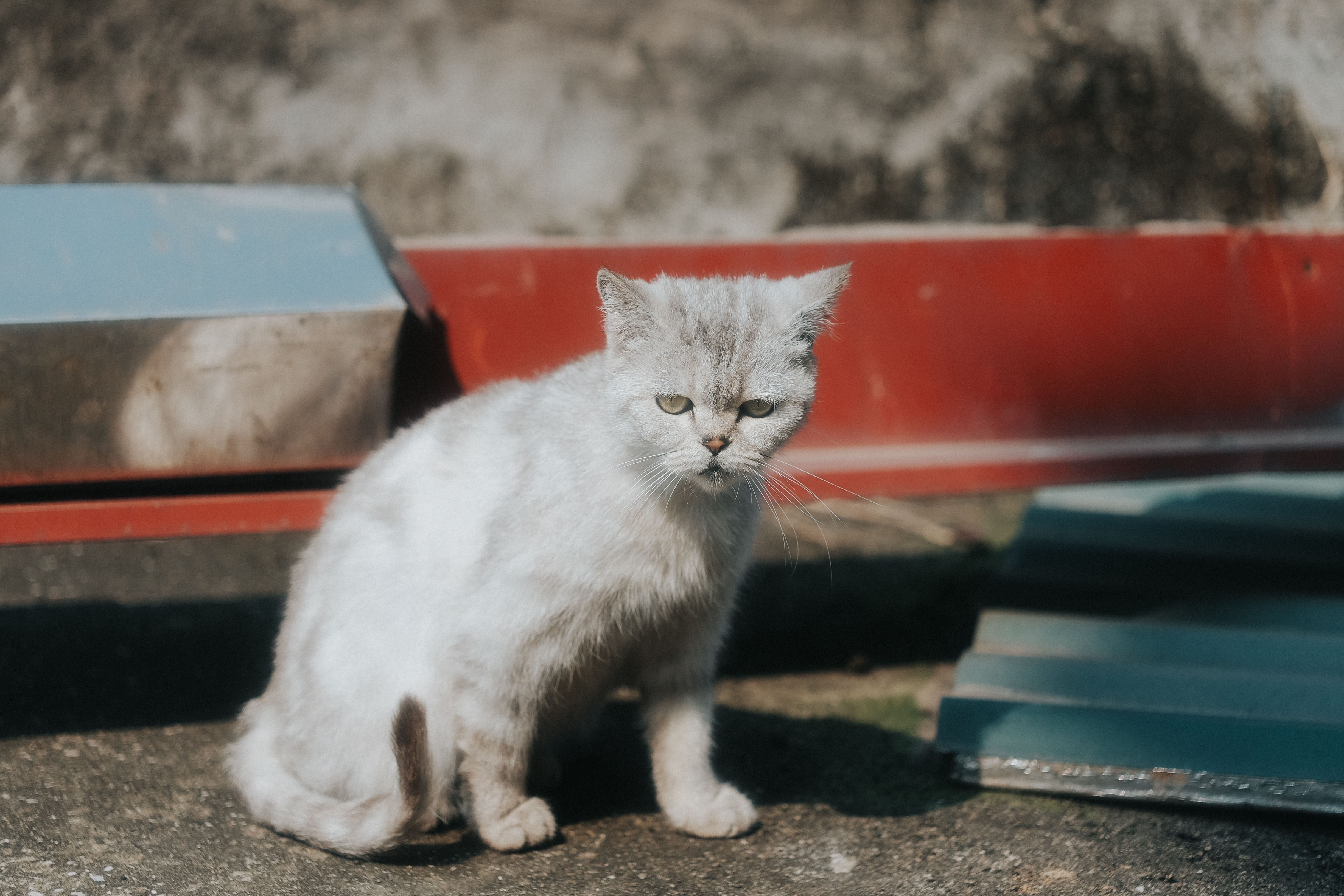 Portrait of a cat at a veterinary clinic