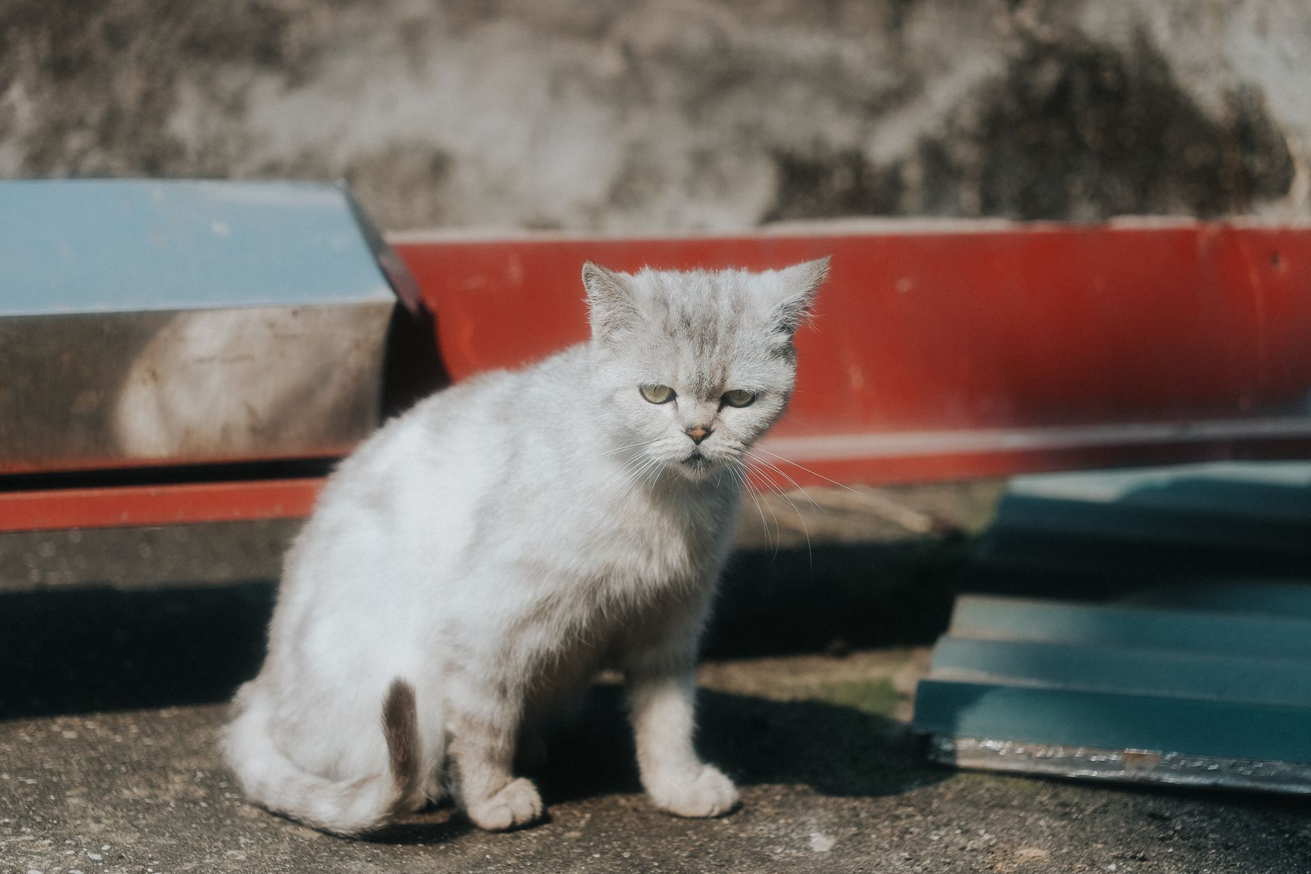 Portrait of a cat at a veterinary clinic