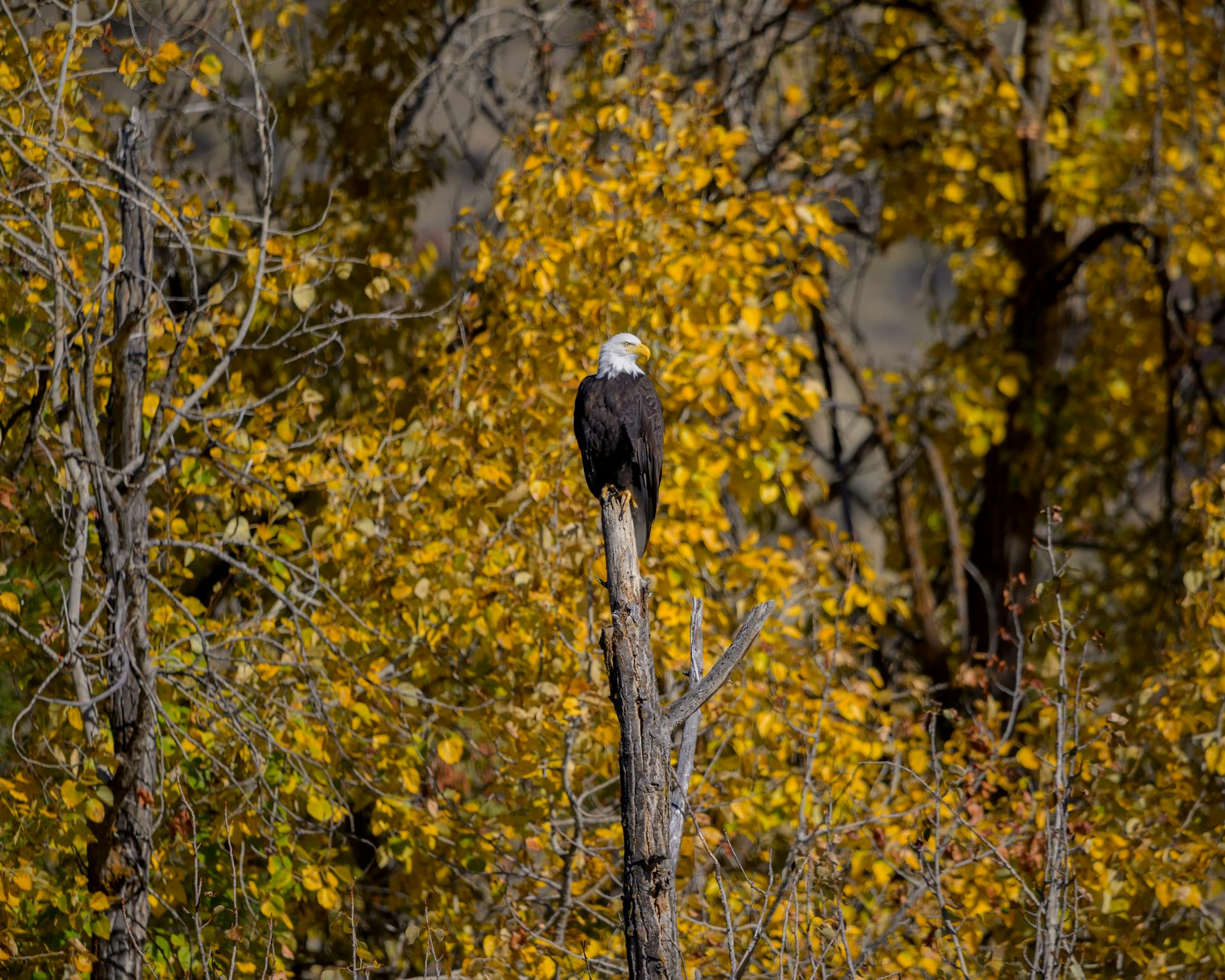 American Eagle Perched on Bare Tree