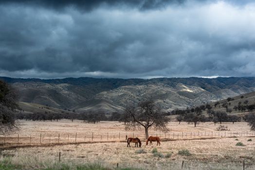 Two horses graze under a dramatic sky in the rolling hills of California, USA.