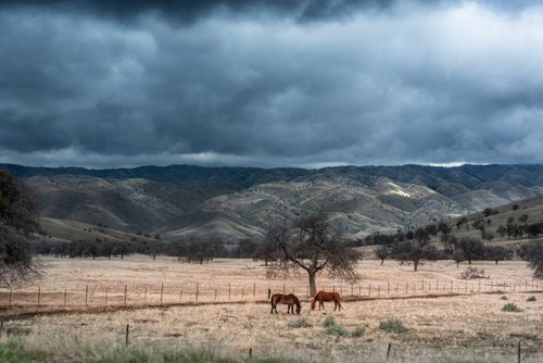 Free Two horses graze under a dramatic sky in the rolling hills of California, USA. Stock Photo