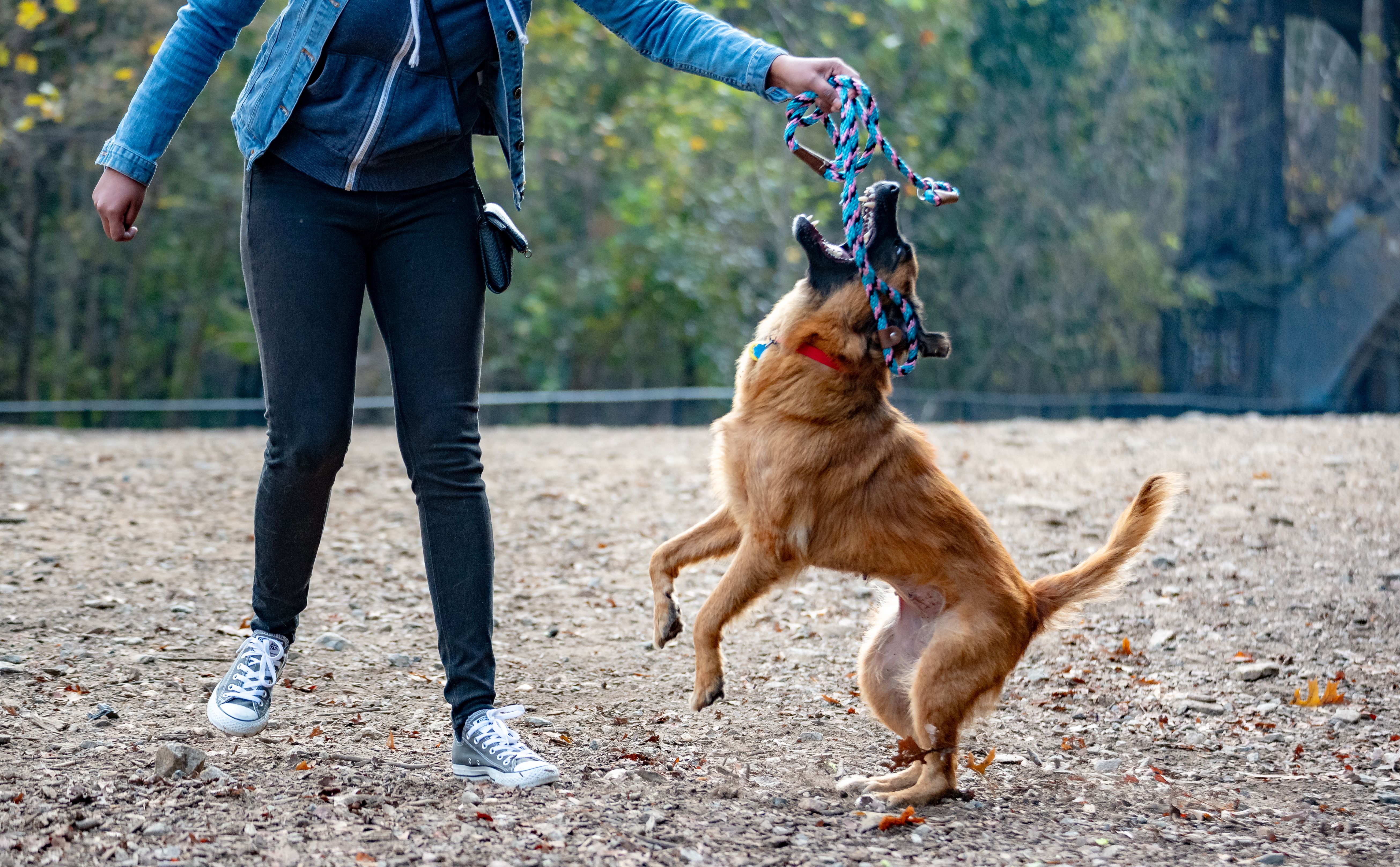 Best Dog-Friendly Hotels in Atlanta 2026 - Your Complete Guide