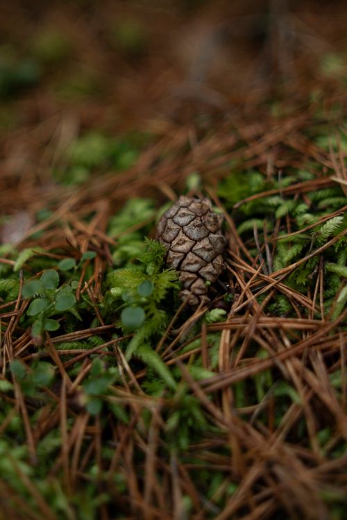 Free Close-up of a pine cone on a forest floor in Norway with green moss Stock Photo