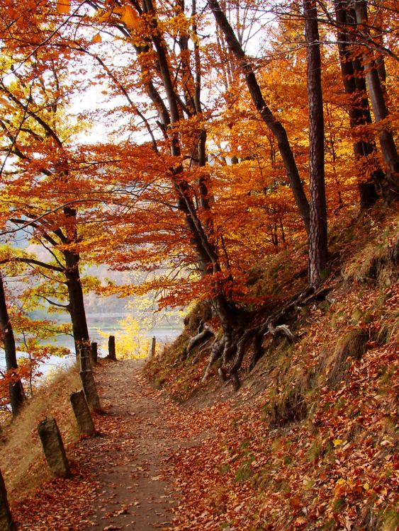 Colorful Tree Path Scenic Autumn Path Through Colorful Forest · Free Stock Photo