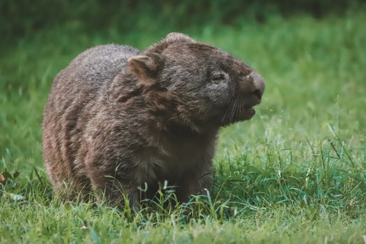 Close-up of a wombat grazing on lush grass in Buangla, New South Wales.