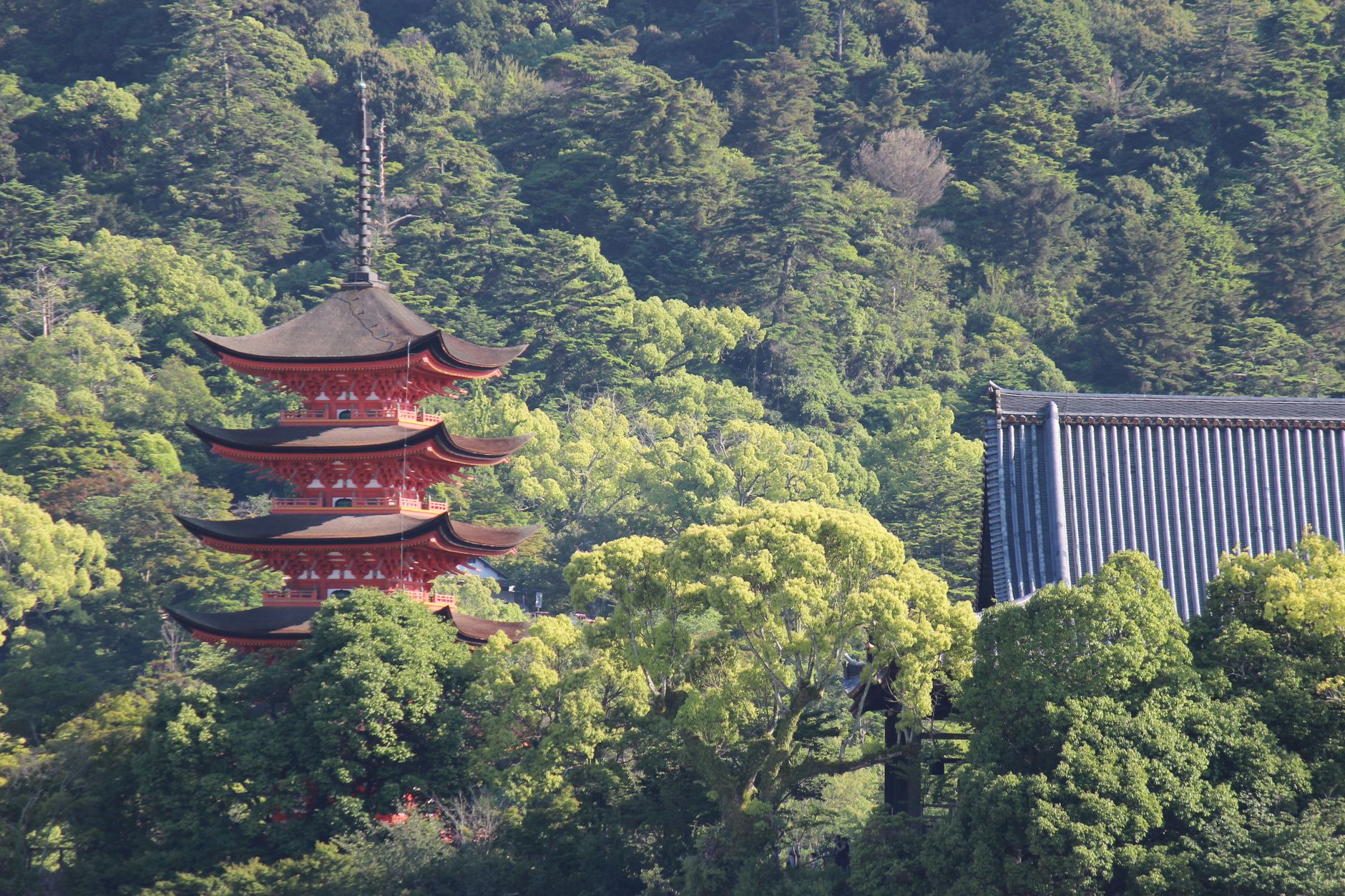 A traditional Japanese pagoda surrounded by lush green forest, offering a serene landscape.