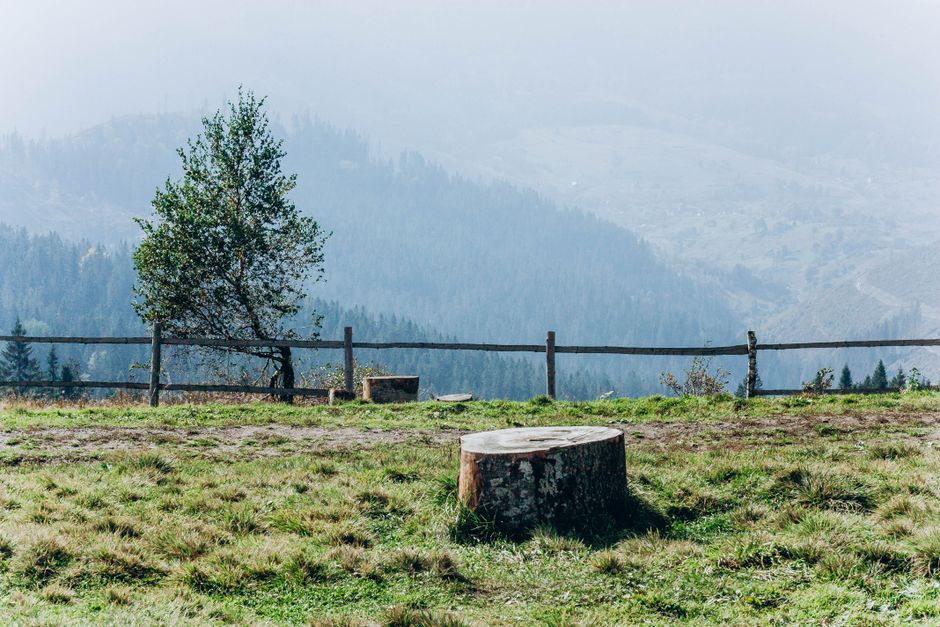 Serene mountain scene with tree, stump, and rustic fence.