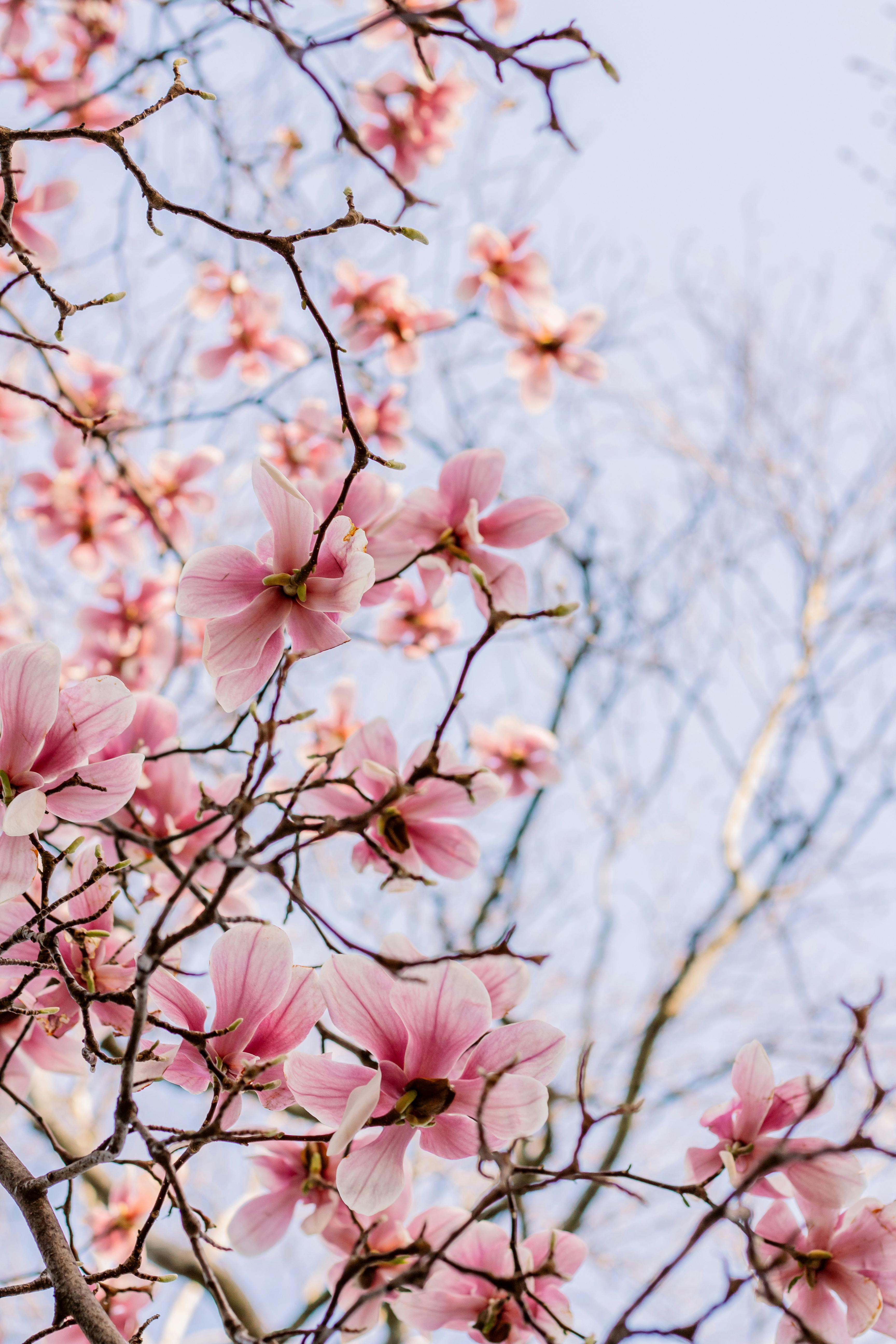 Beautiful pink magnolia flowers blossoming against a clear blue sky in spring.