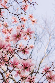 Beautiful pink magnolia flowers blossoming against a clear blue sky in spring.