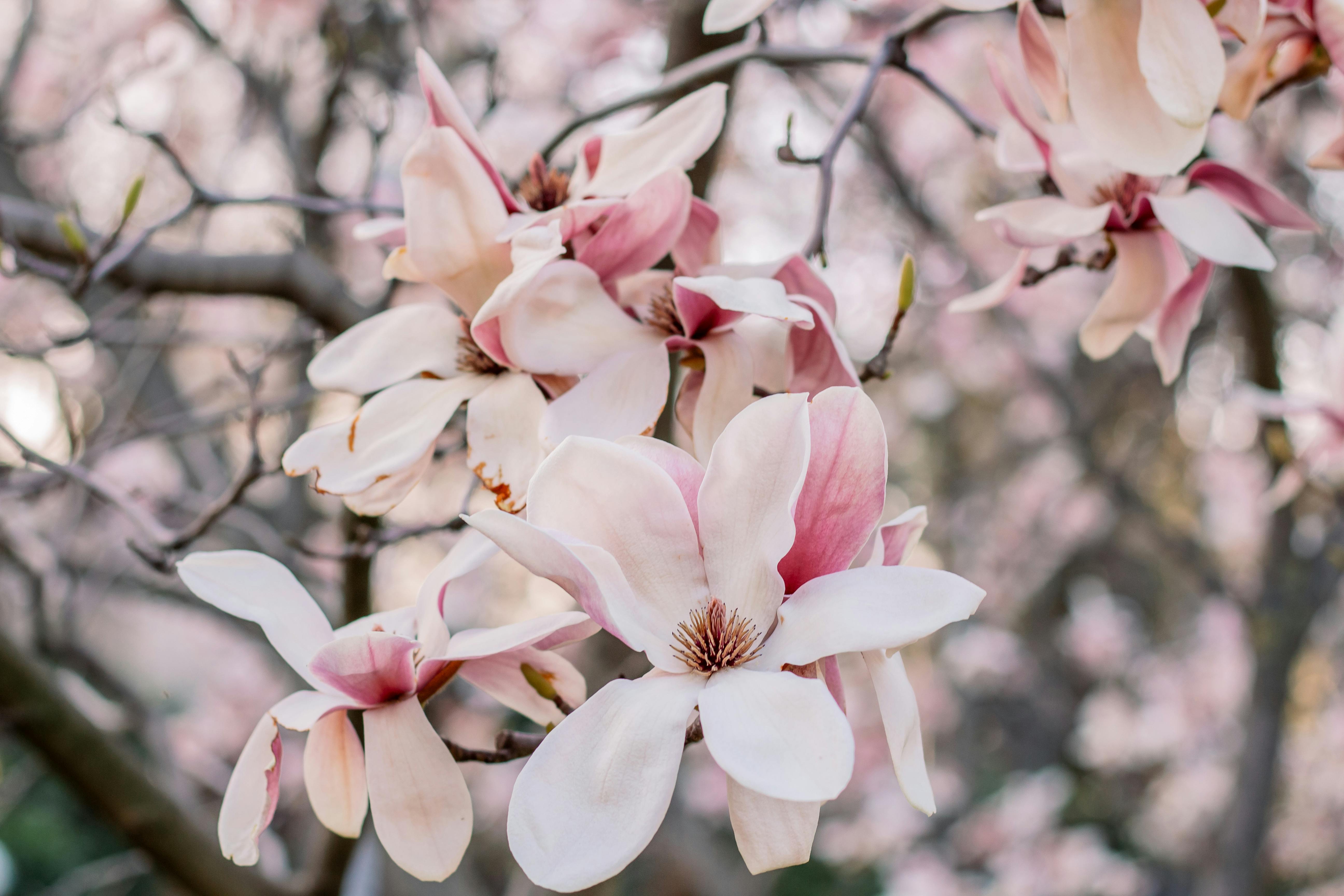 Magnolia’s AAA Hobbies To Close 2026 (Second Half). Iconic Hobby- Craft Emporium — Photo by Sedanur Kunuk on Pexels