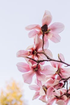 Close-up of pink magnolia flowers blooming vividly against a bright blue sky.