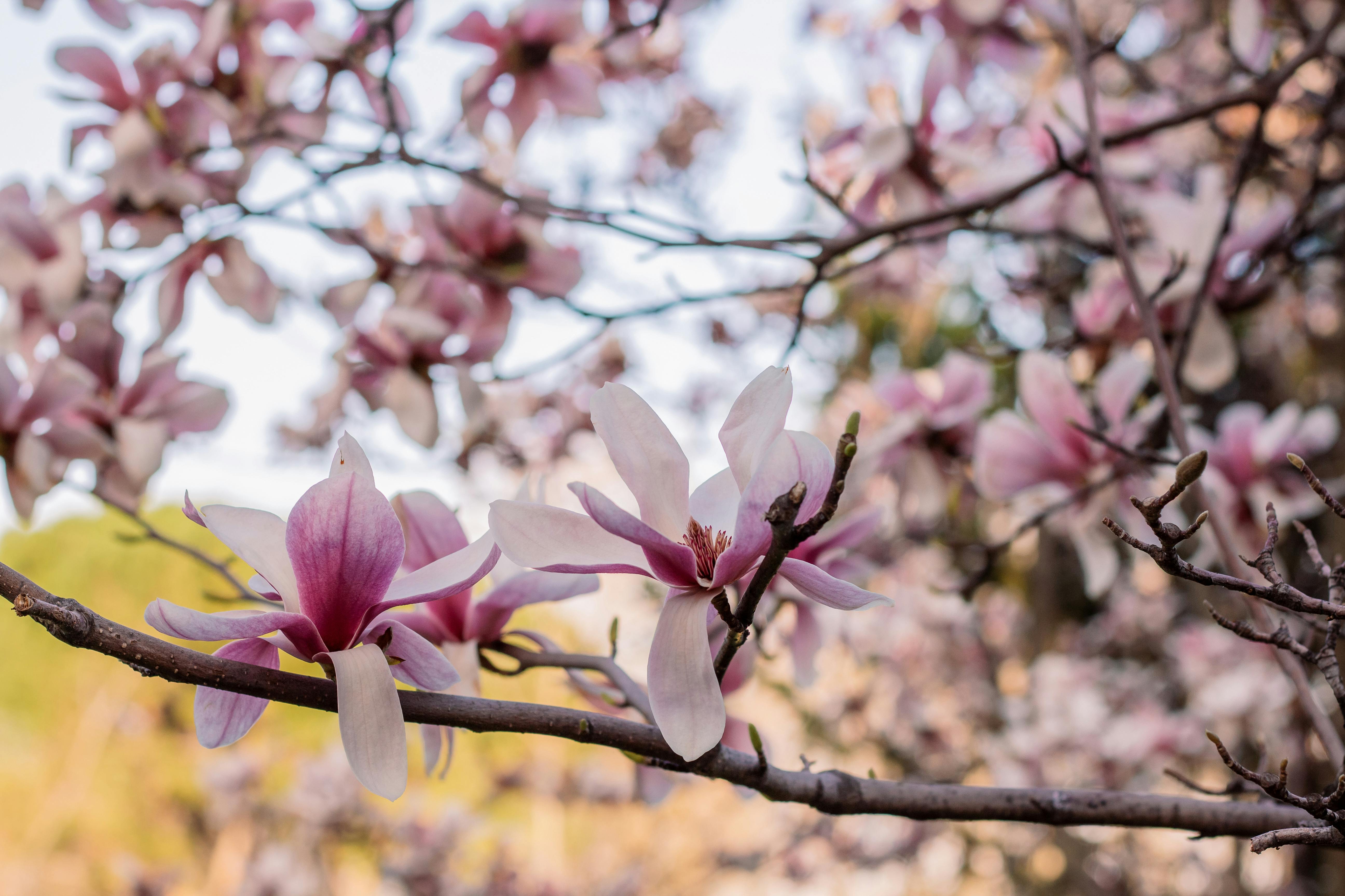 Magnolia’s AAA Hobbies To Close 2026 (Second Half). Iconic Hobby- Craft Emporium — Photo by Sedanur Kunuk on Pexels