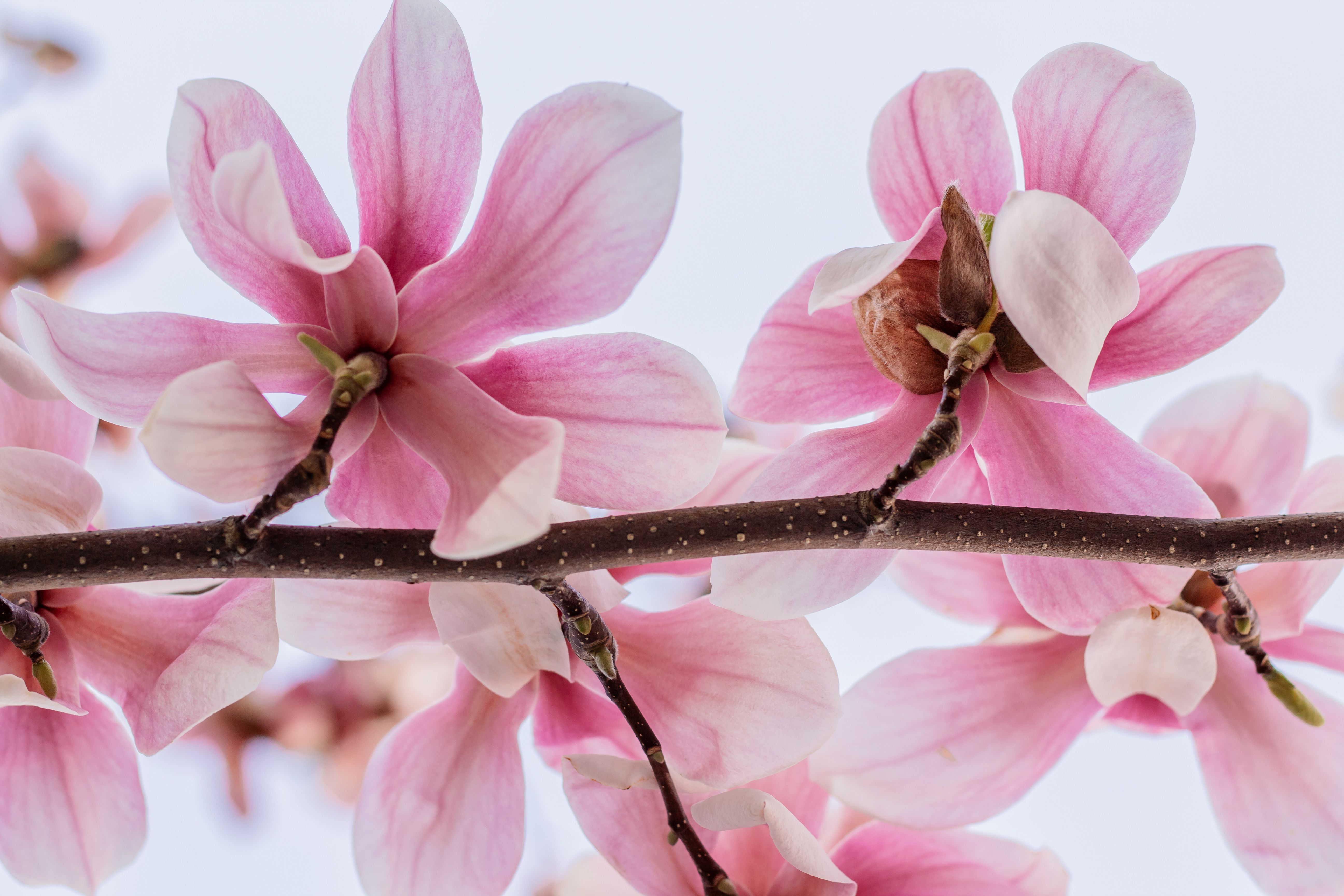 Close-up of Blooming Pink Magnolia Flowers in Spring · Free Stock Photo