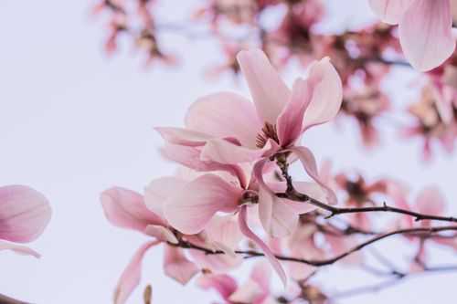 Free Vibrant pink magnolia flowers blooming against a clear spring sky. Stock Photo